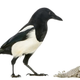 Illustration for article titled The Whole "Magpies Like Shiny Objects" Thing Is Vicious Bird Slander